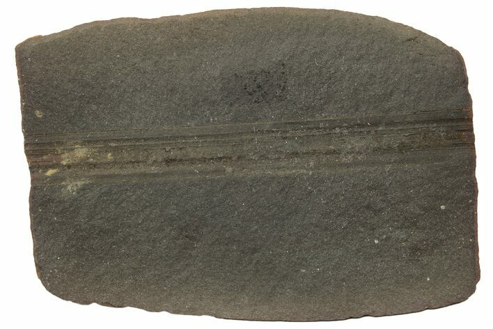 Fossil Horsetail (Calamites) Stalk in Ironstone - Illinois #216628